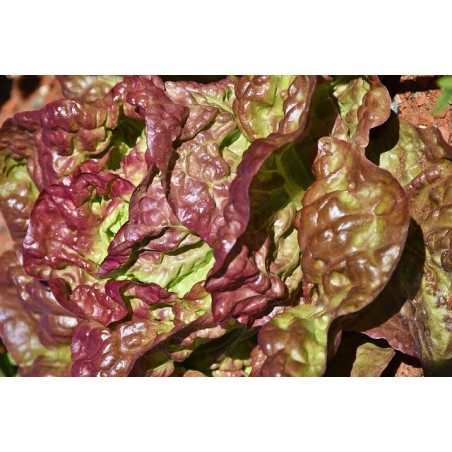 LETTUCE - MIGNONETTE BRONZE