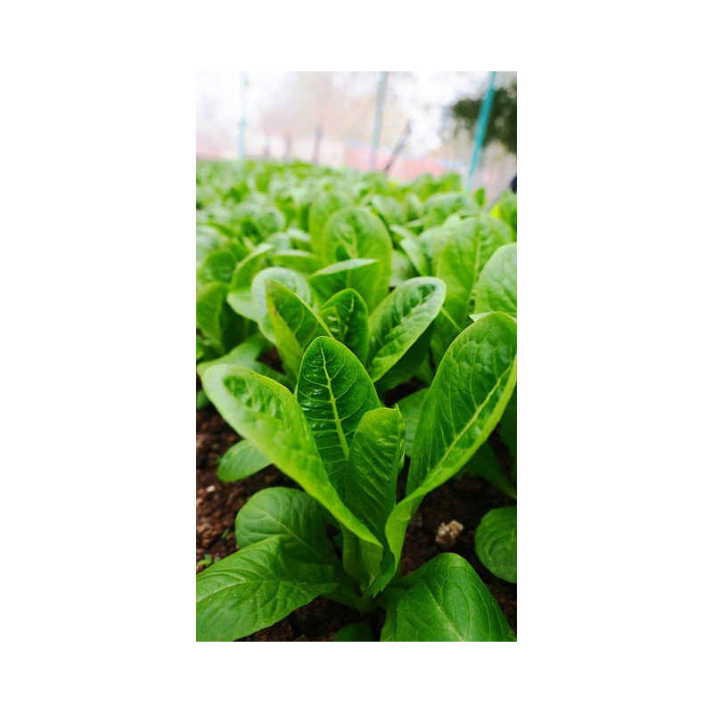 LETTUCE - PARRIS ISLAND COS