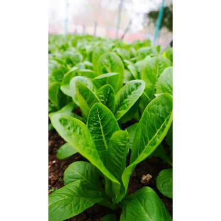 LETTUCE - PARRIS ISLAND COS