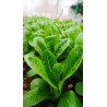 LETTUCE - PARRIS ISLAND COS