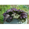 MUSTARD GREENS-RED GIANT