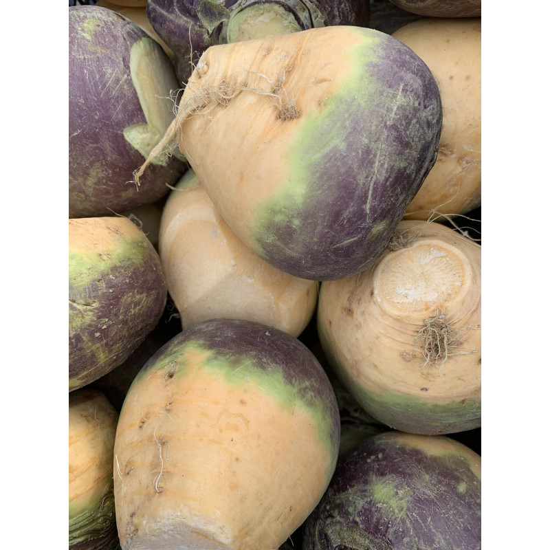SWEDE - CHAMPION PURPLE TOP