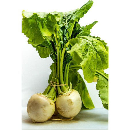 TURNIP - PURPLE TOP WHITE GLOBE