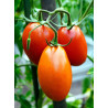 TOMATO - VINE - AMISH PASTE
