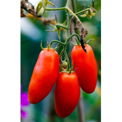 TOMATO - VINE - AMISH PASTE