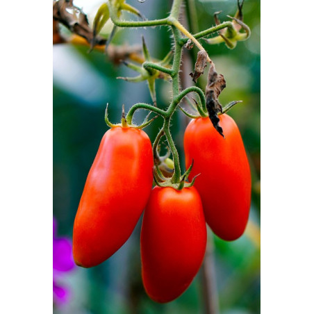 TOMATO - VINE - AMISH PASTE