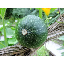 ZUCCHINI-ROUND-ORGANIC