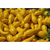 ZUCCHINI SQUASH-GOLDEN SUMMER CROOKNECK-ORGANIC