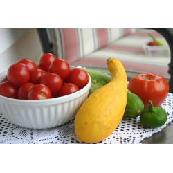 ZUCCHINI SQUASH-GOLDEN SUMMER CROOKNECK-ORGANIC