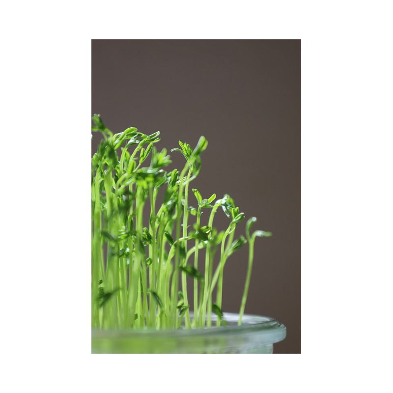 SNOW PEAS
