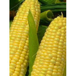 CORN - SWEETCORN - GOLDEN BANTAM - ORGANIC