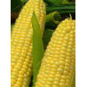 CORN - SWEETCORN - GOLDEN BANTAM - ORGANIC