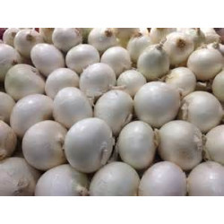 ONION-GLADALAN WHITE