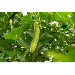 BEAN, NEW GUINEA BEAN - CLIMBING