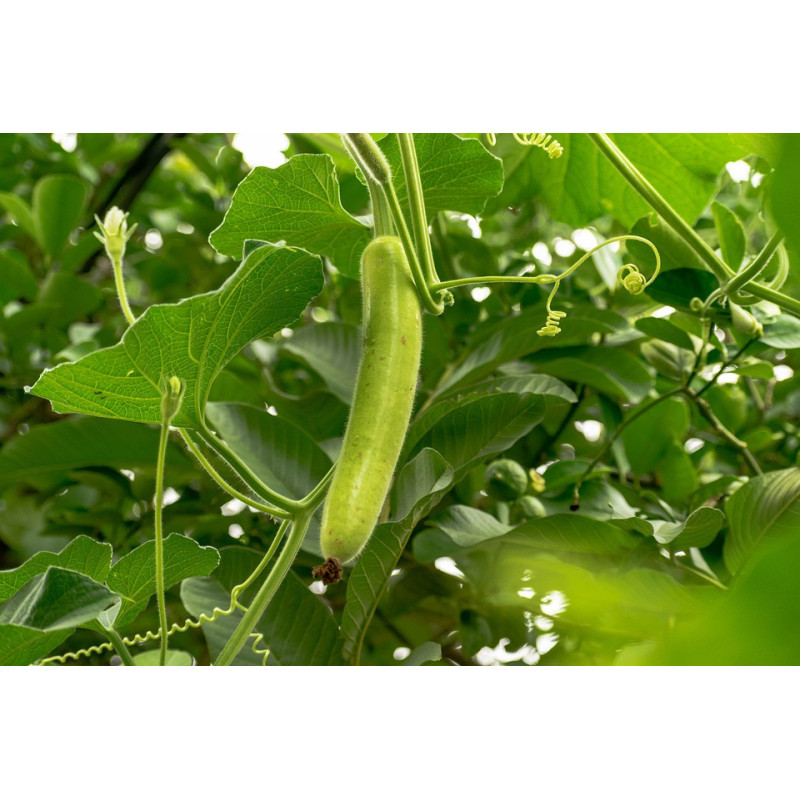 BEAN, NEW GUINEA BEAN - CLIMBING