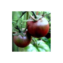 TOMATO - VINE - BLACK RUSSIAN - ORGANIC