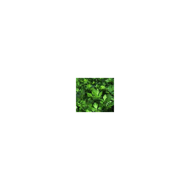 PARSLEY - FLAT LEAFED ITALIAN
