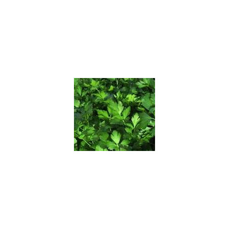 PARSLEY - FLAT LEAFED ITALIAN