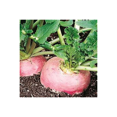 TURNIP - PURPLE TOP WHITE GLOBE