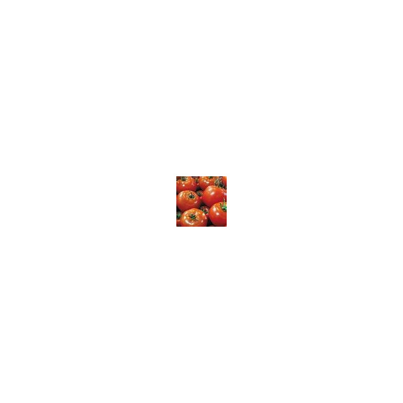 TOMATO-BUSH-DAYDREAM