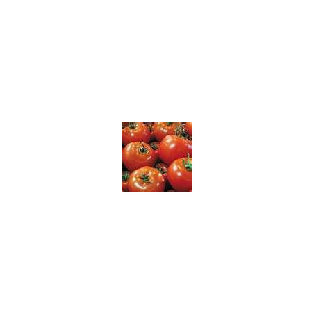 TOMATO-BUSH-DAYDREAM