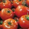 TOMATO-BUSH-DAYDREAM
