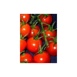 TOMATO - BUSH - KOTLAS