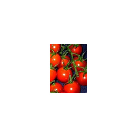 TOMATO - BUSH - KOTLAS