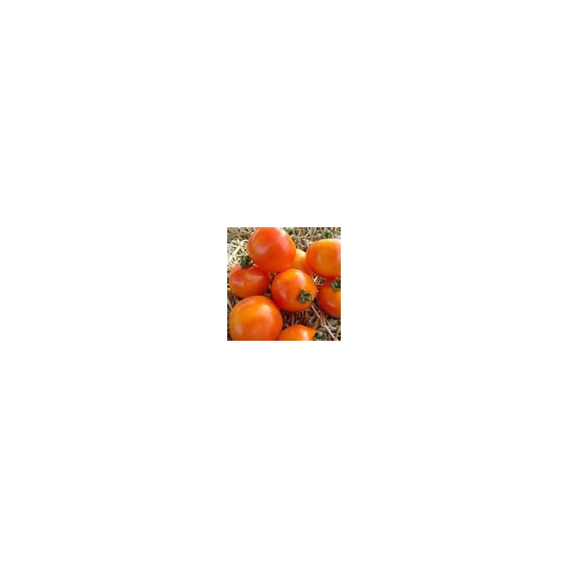 TOMATO - BUSH - LONGKEEPER