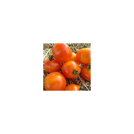 TOMATO - BUSH - LONGKEEPER