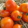 TOMATO - BUSH - LONGKEEPER