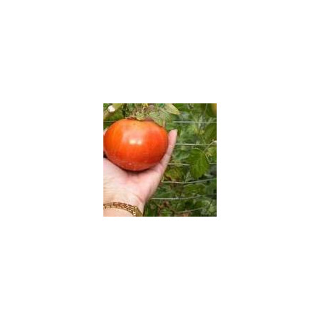 TOMATO-BUSH-RED CLOUD