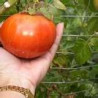 TOMATO-BUSH-RED CLOUD