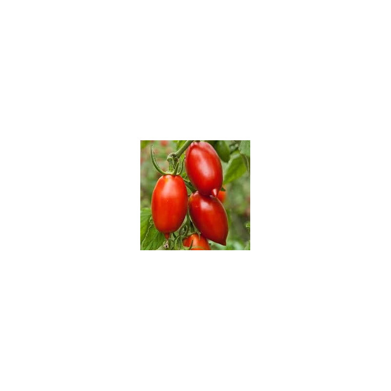 TOMATO - VINE - AMISH PASTE