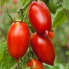 TOMATO - VINE - AMISH PASTE