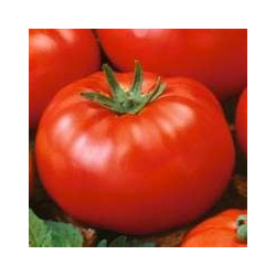 TOMATO - VINE - AUSSIE RED - ORGANIC