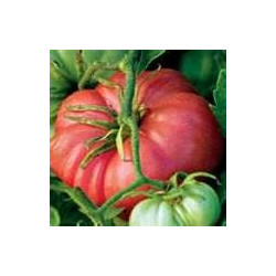 TOMATO-VINE-BRANDYWINE PINK