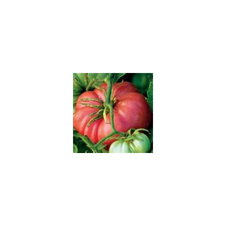 TOMATO-VINE-BRANDYWINE PINK