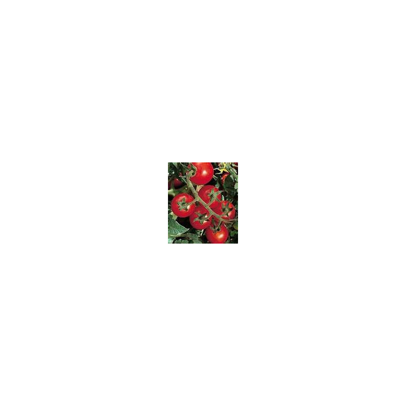 TOMATO - VINE - CAMP JOY