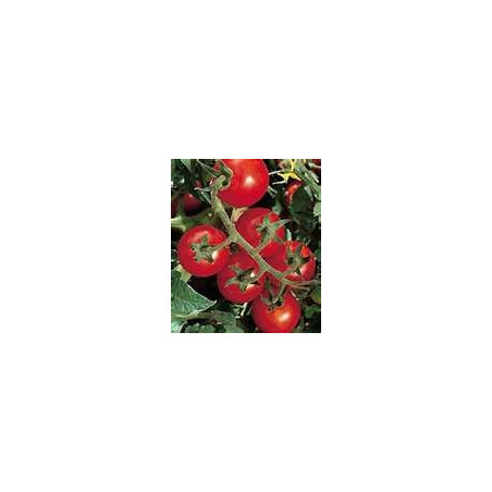 TOMATO - VINE - CAMP JOY