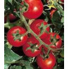 TOMATO - VINE - CAMP JOY