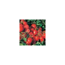 TOMATO - VINE - REISENTRAUBE