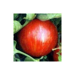 TOMATO - VINE - TIGERELLA