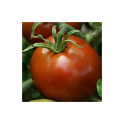 TOMATO-VINE-TROPIC