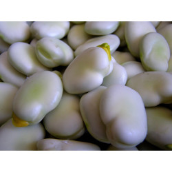 BEAN, AQUADULCE - BROAD BEAN