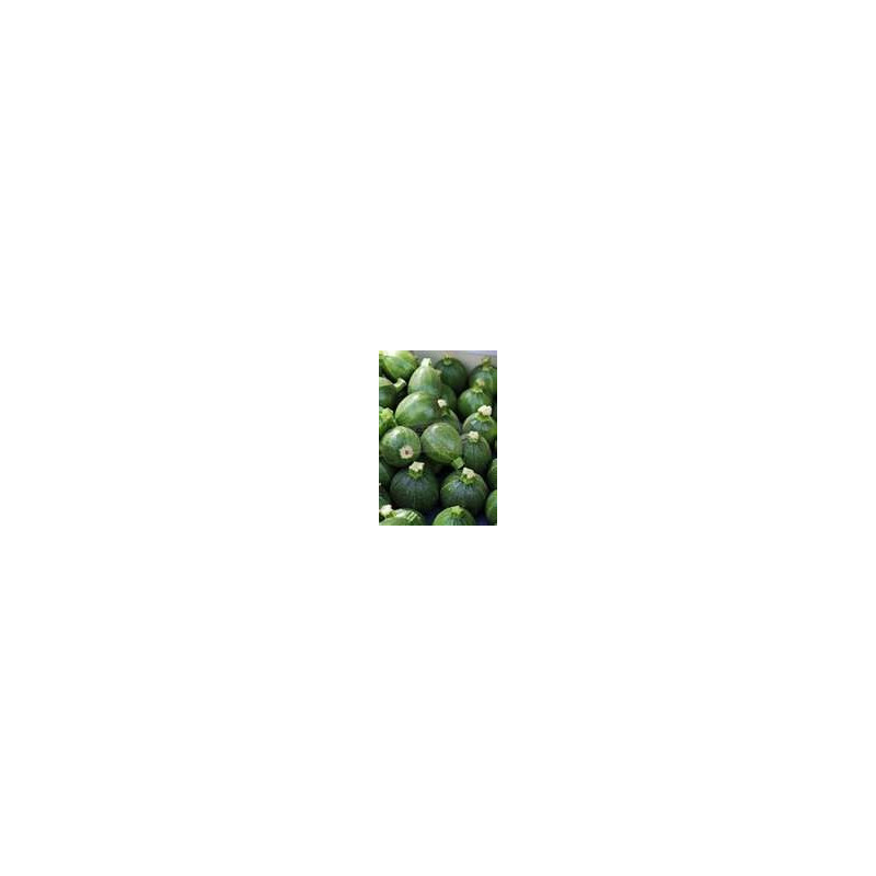 ZUCCHINI-ROUND-ORGANIC