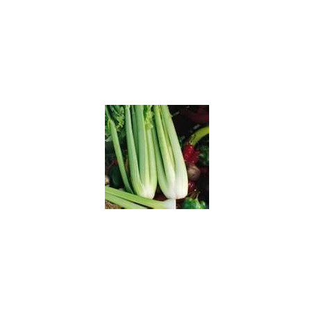 CELERY - TALL UTAH