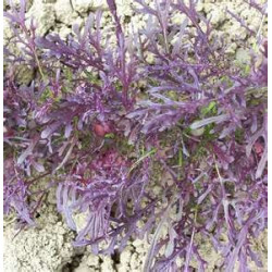 MIZUNA - PURPLE PEACOCK