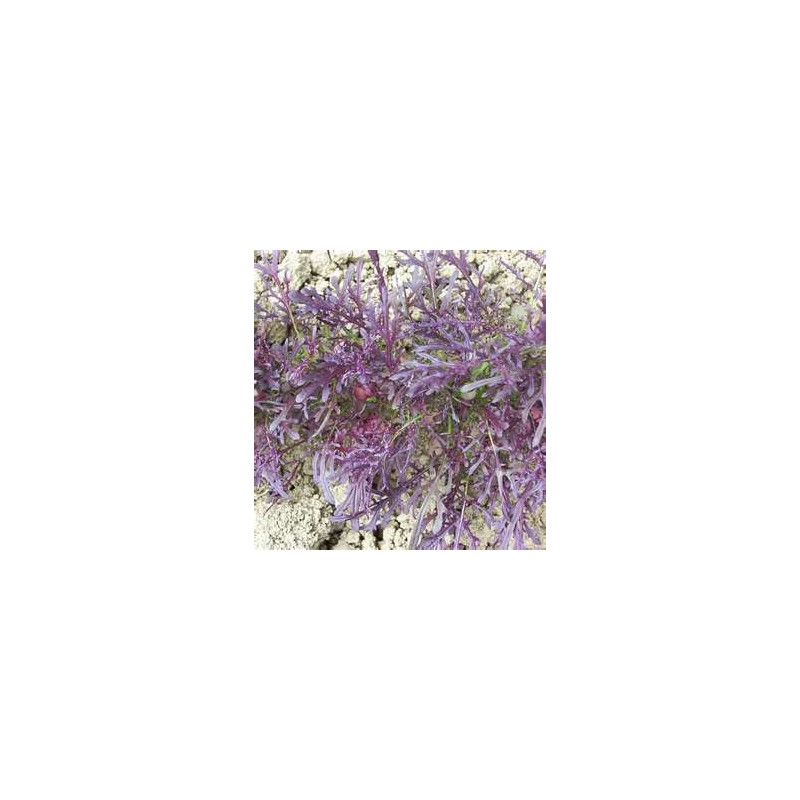 MIZUNA - PURPLE PEACOCK