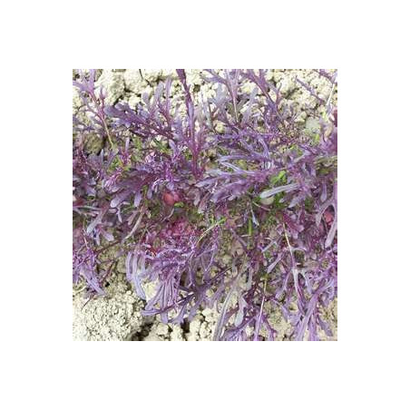 MIZUNA - PURPLE PEACOCK